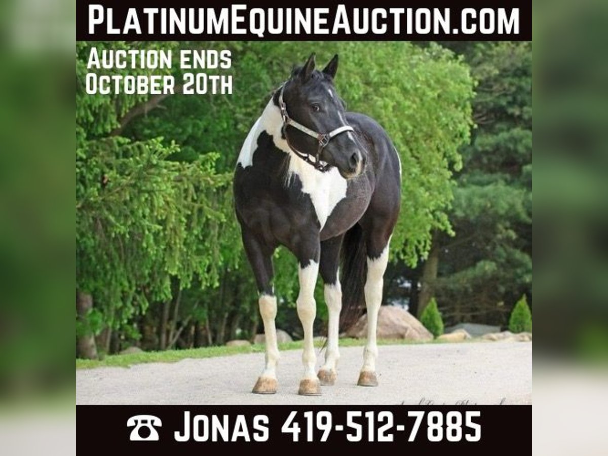 Paint Horse Jument 4 Ans 147 cm Tobiano-toutes couleurs in Ashland Oh