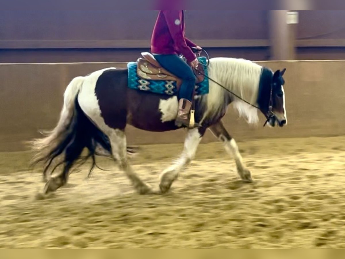 Paint Horse Croisé Jument 4 Ans 149 cm Pinto in Ulrichstein