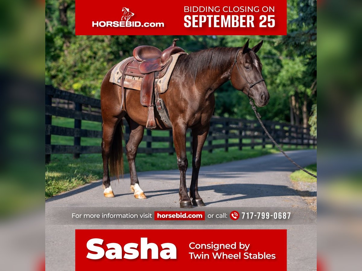 Paint Horse Jument 4 Ans 150 cm Noir in New Holldand, PA