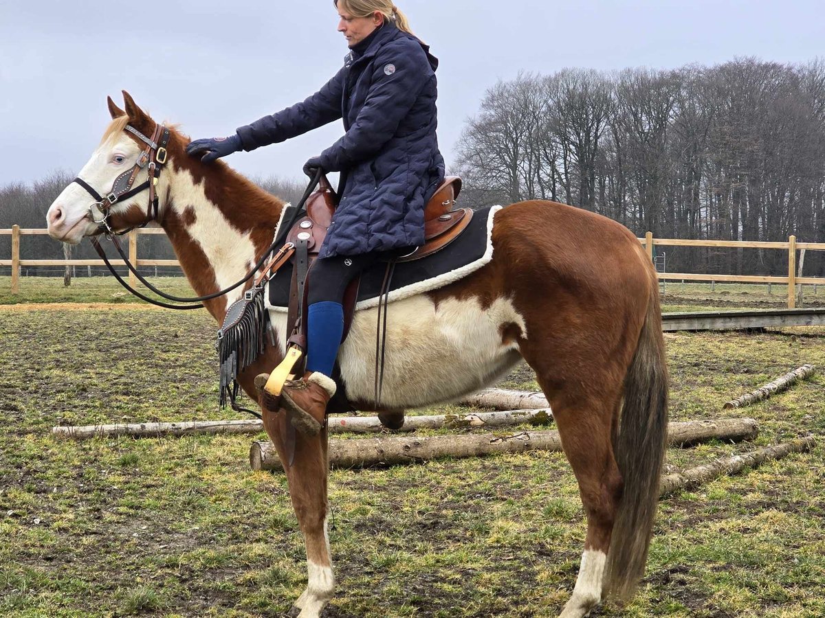 Paint Horse Croisé Jument 4 Ans 150 cm Pinto in Linkenbach