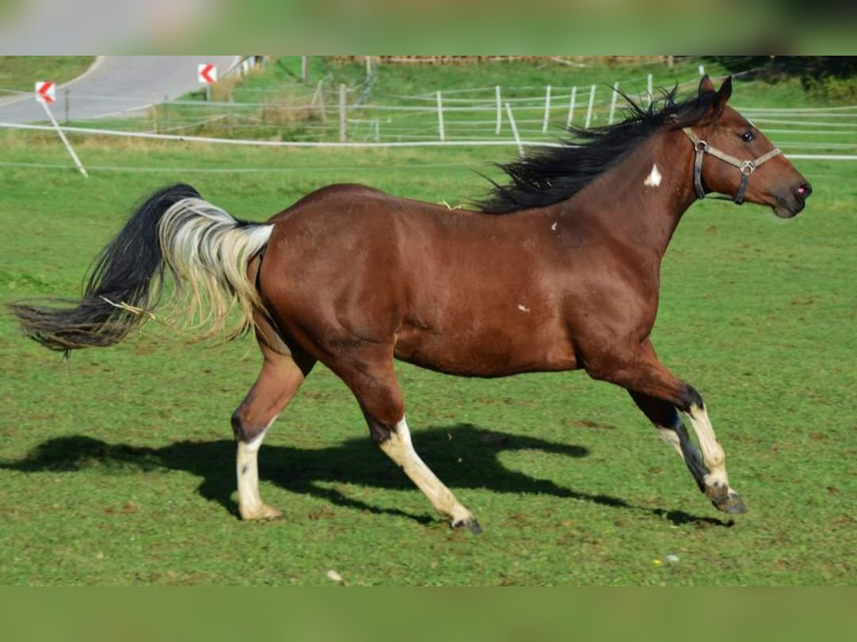 Paint Horse Jument 4 Ans Pinto in Buchbach