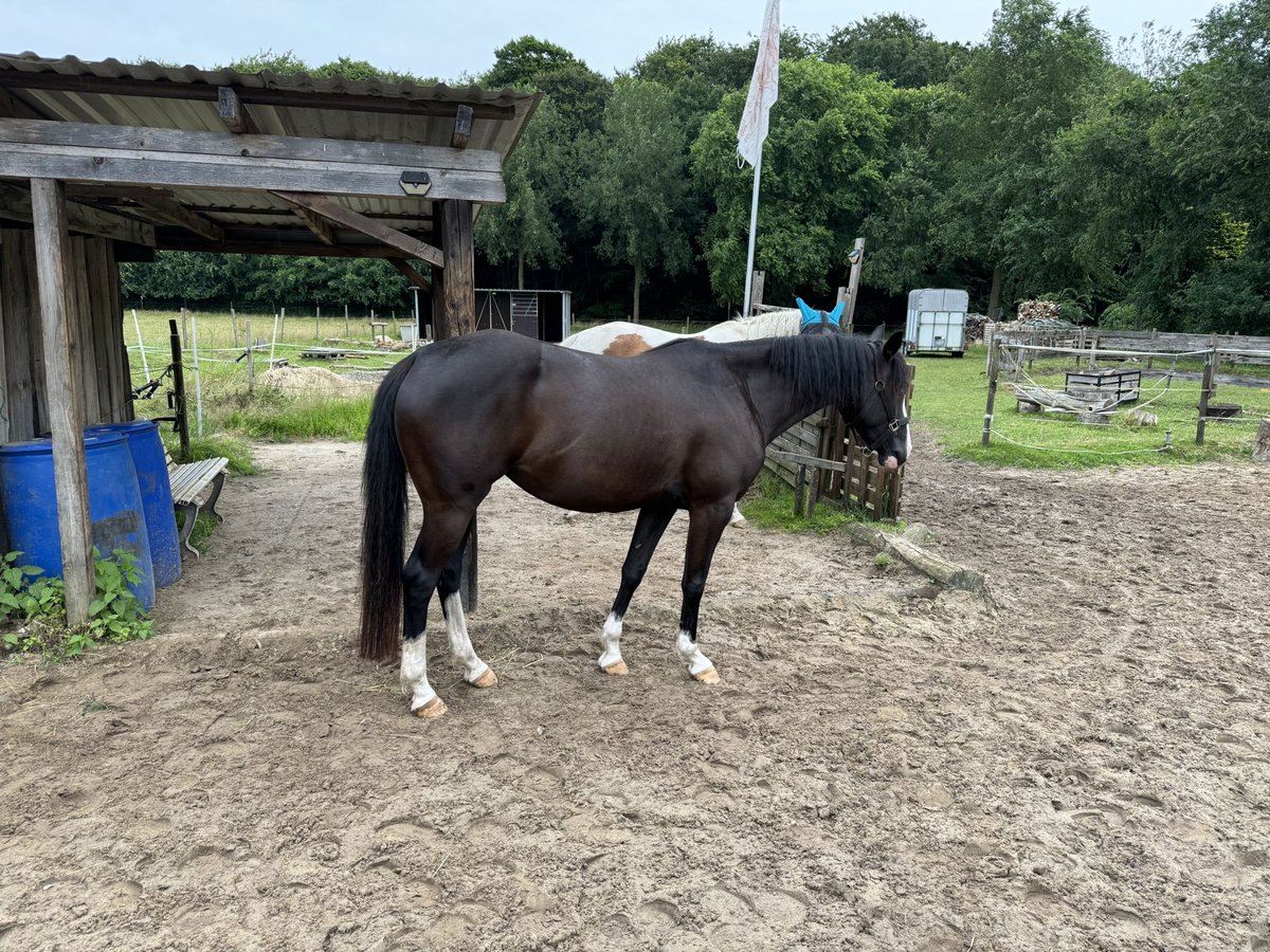 Paint Horse Croisé Jument 5 Ans 151 cm Noir in Bremervörde