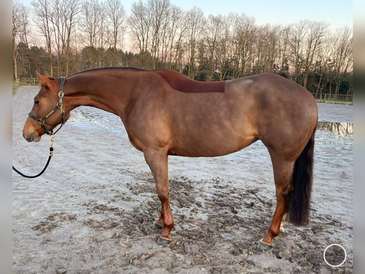 Paint Horse Jument 5 Ans 155 cm Alezan brûlé in Mechelen