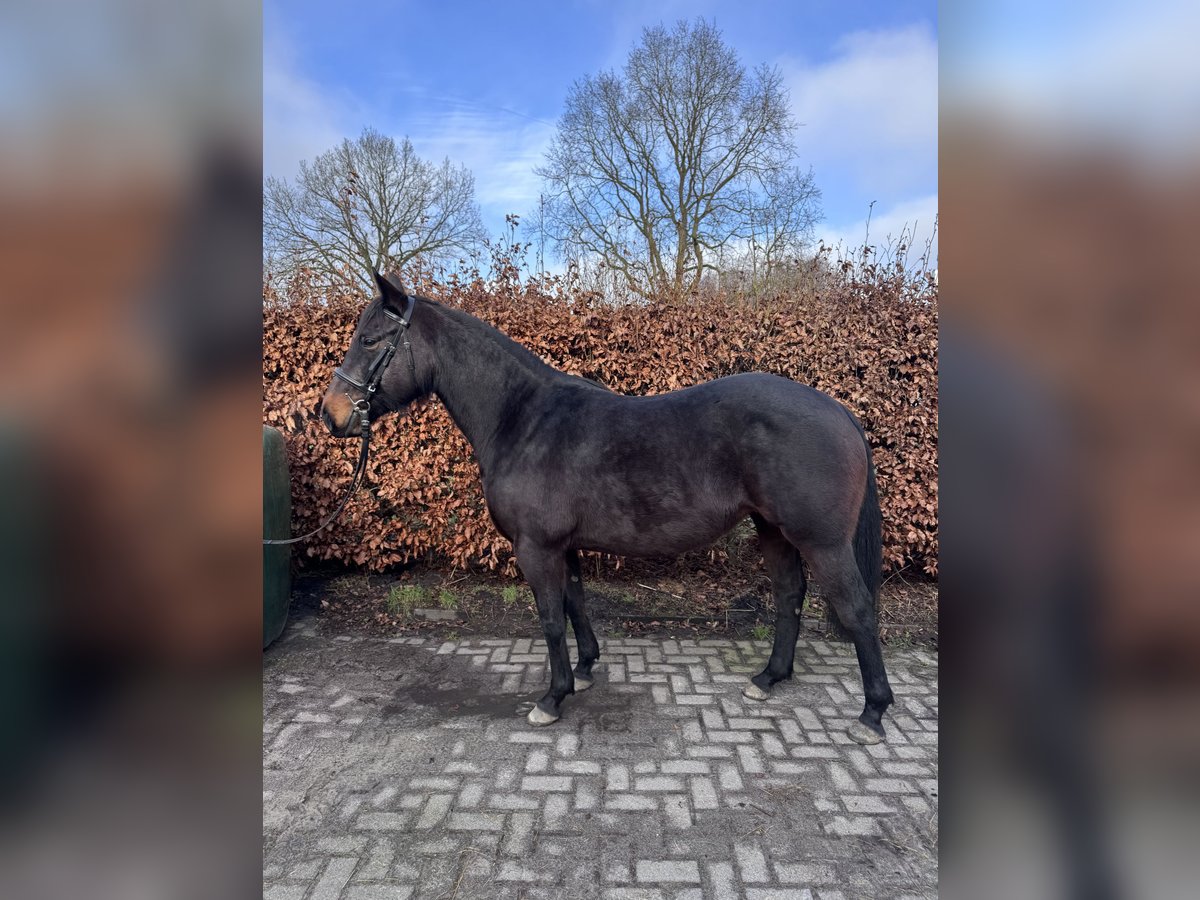 Paint Horse Croisé Jument 6 Ans 150 cm Bai in Eversen