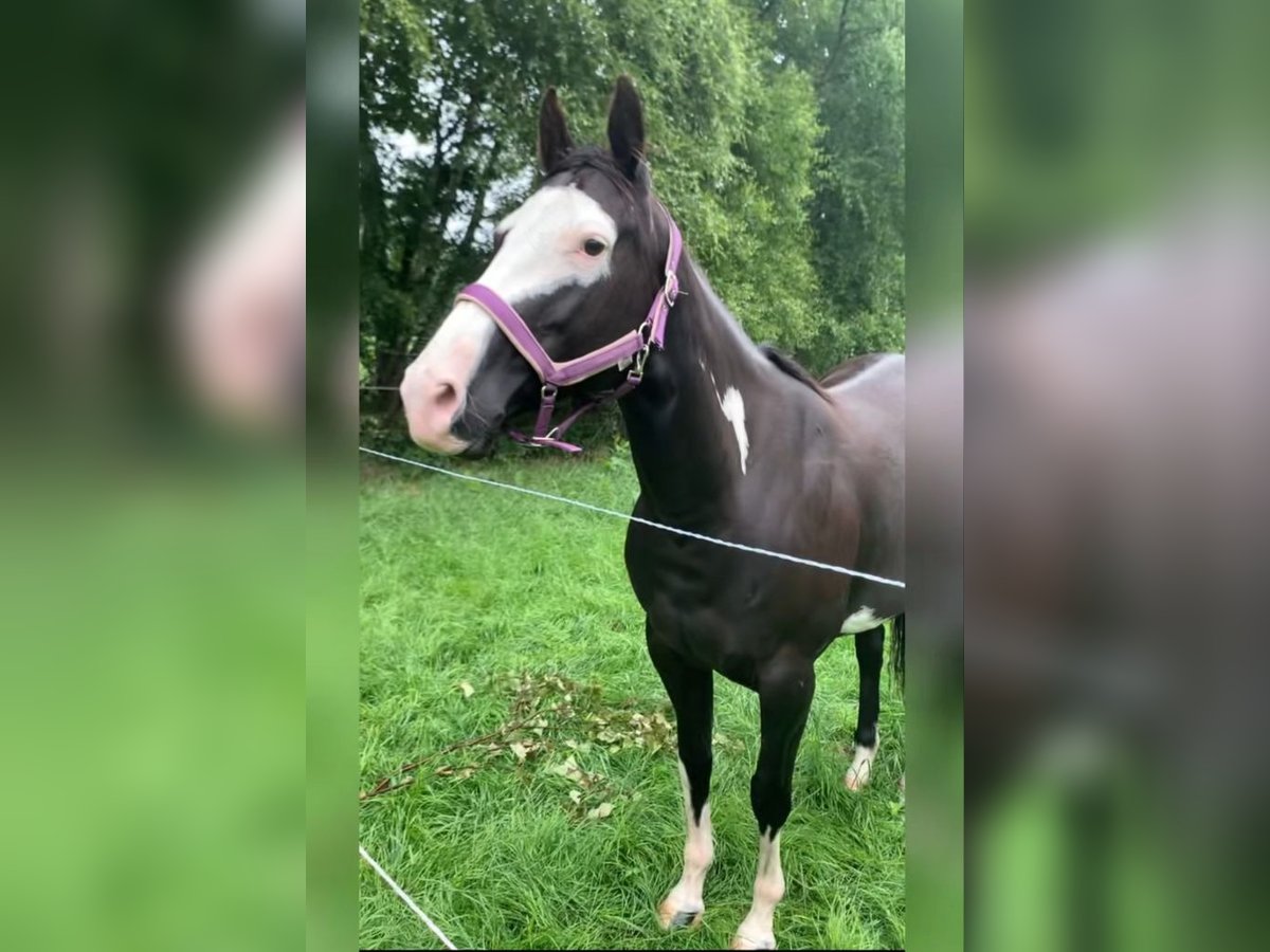 Paint Horse Jument 6 Ans 151 cm Overo-toutes couleurs in Werlte