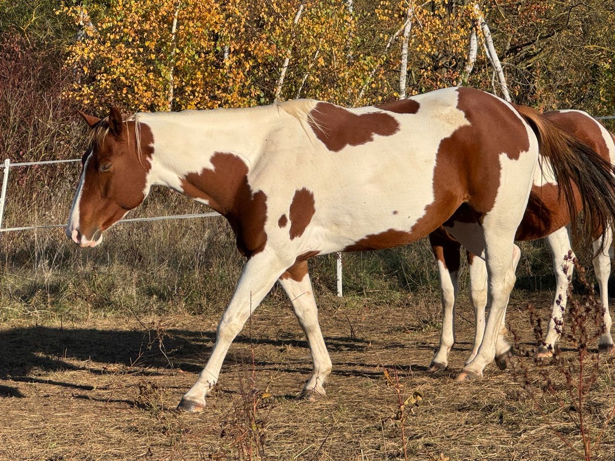 Paint Horse Jument 6 Ans 152 cm Alezan brûlé in Rottleben