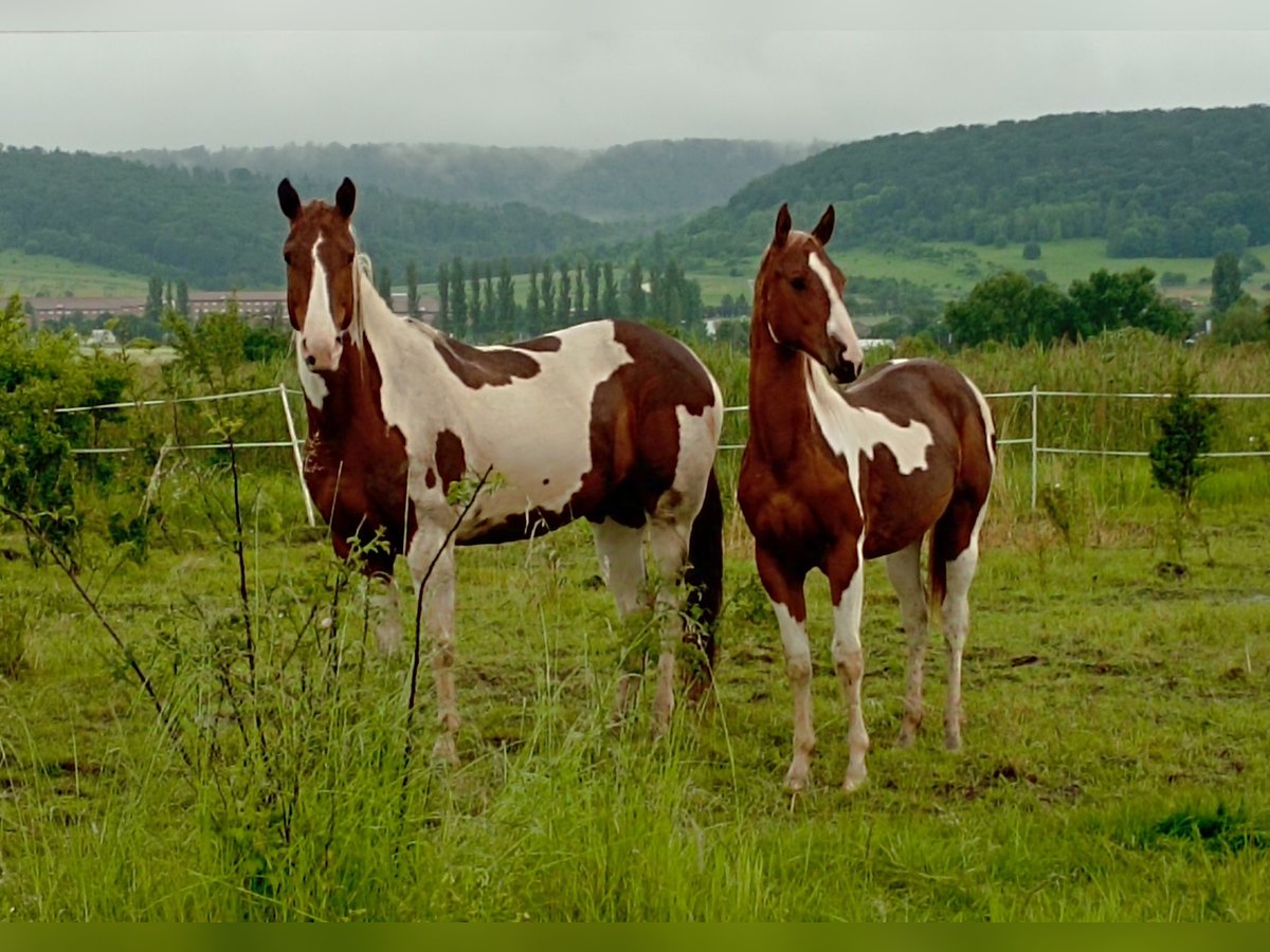 Paint Horse Jument 6 Ans 152 cm Alezan brûlé in Rottleben