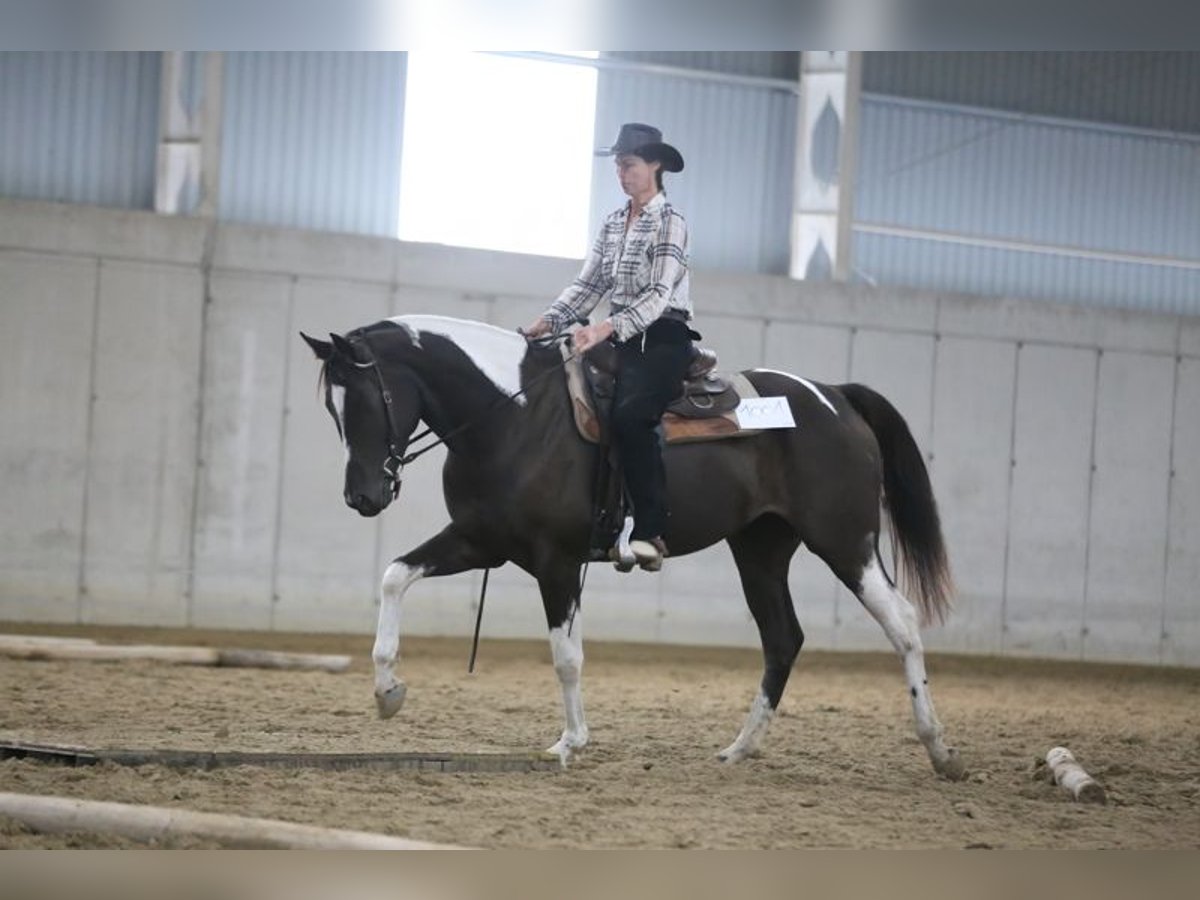 Paint Horse Croisé Jument 6 Ans 165 cm Pinto in Kisk&#xF6;r&#xF6;s