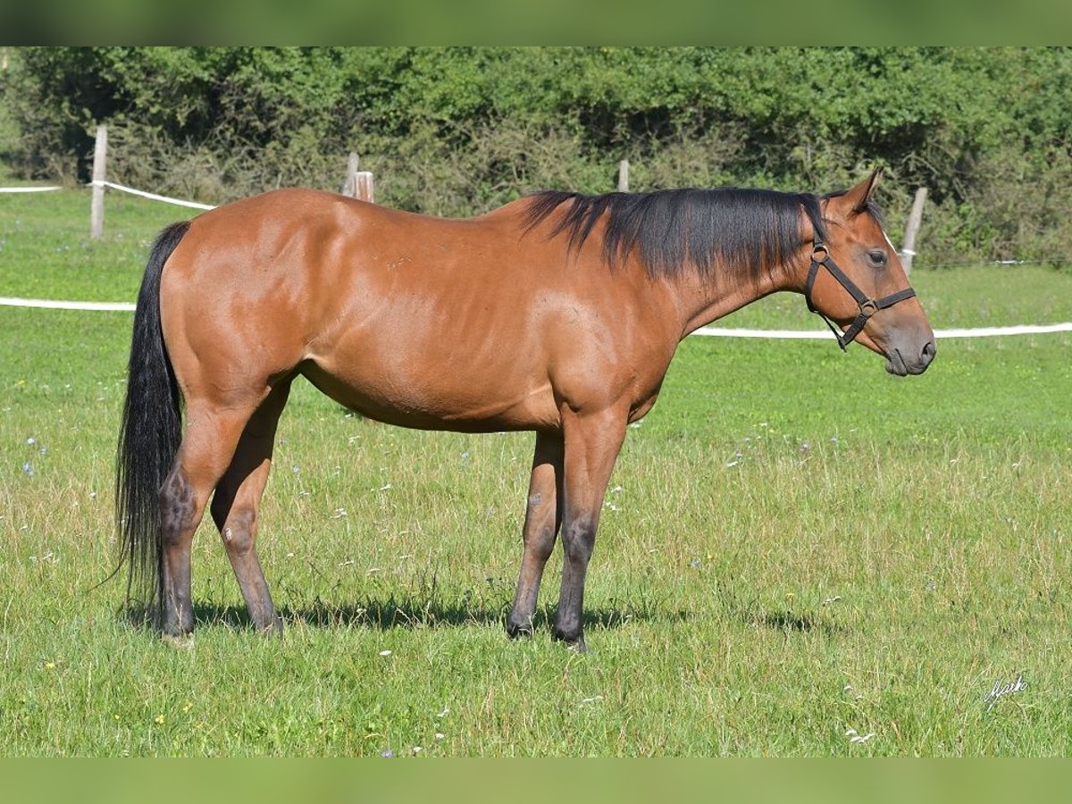 Paint Horse Jument 6 Ans Bai cerise in Pribram