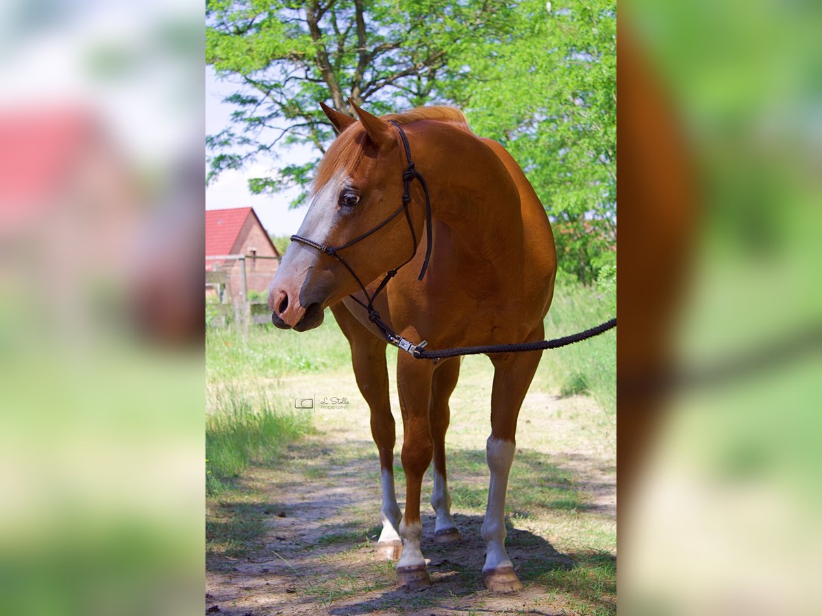 Paint Horse Jument 7 Ans 143 cm Alezan in Treuenbrietzen