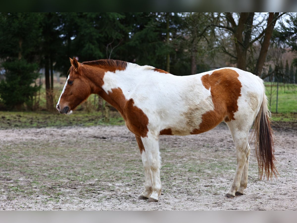 Paint Horse Jument 7 Ans 150 cm Pinto in Gorzów Wielkopolski