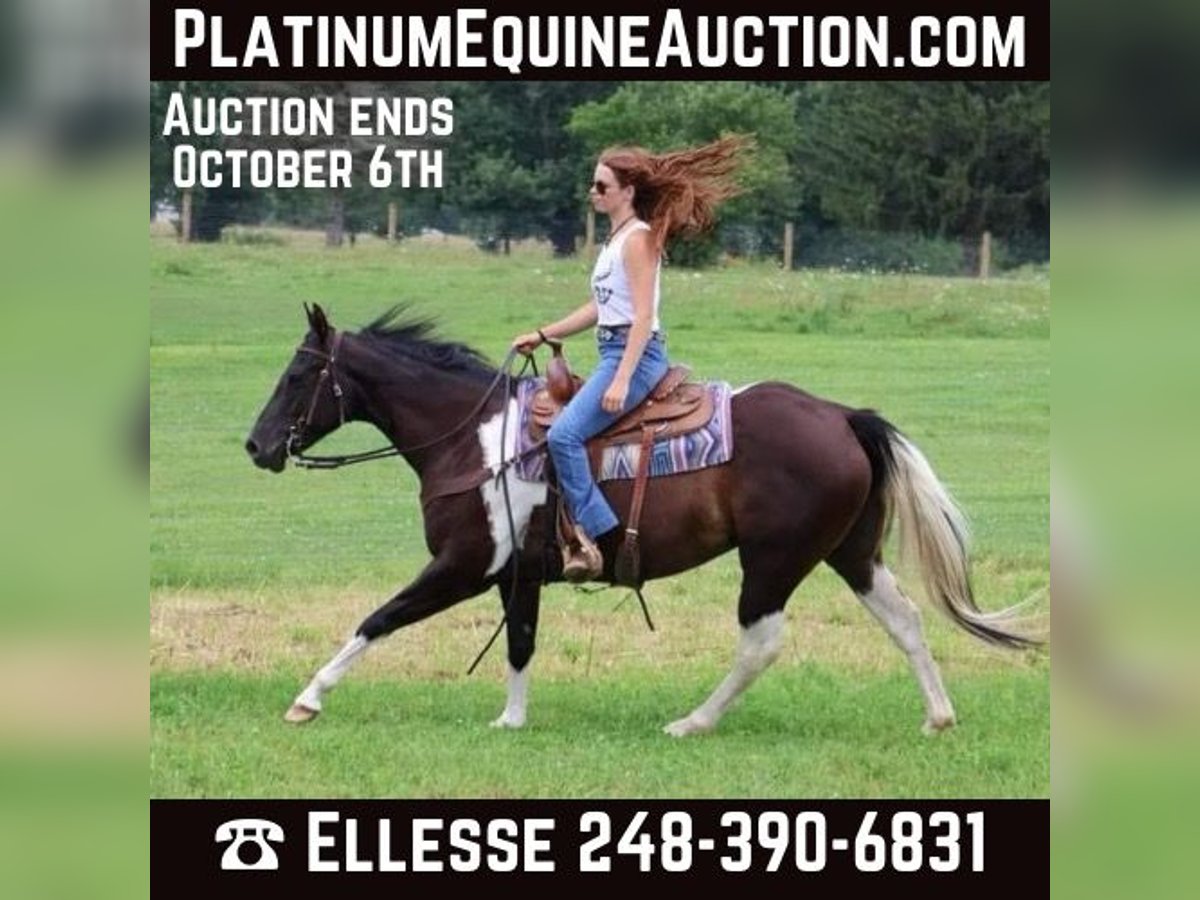 Paint Horse Jument 7 Ans 152 cm Tobiano-toutes couleurs in Howell, MI