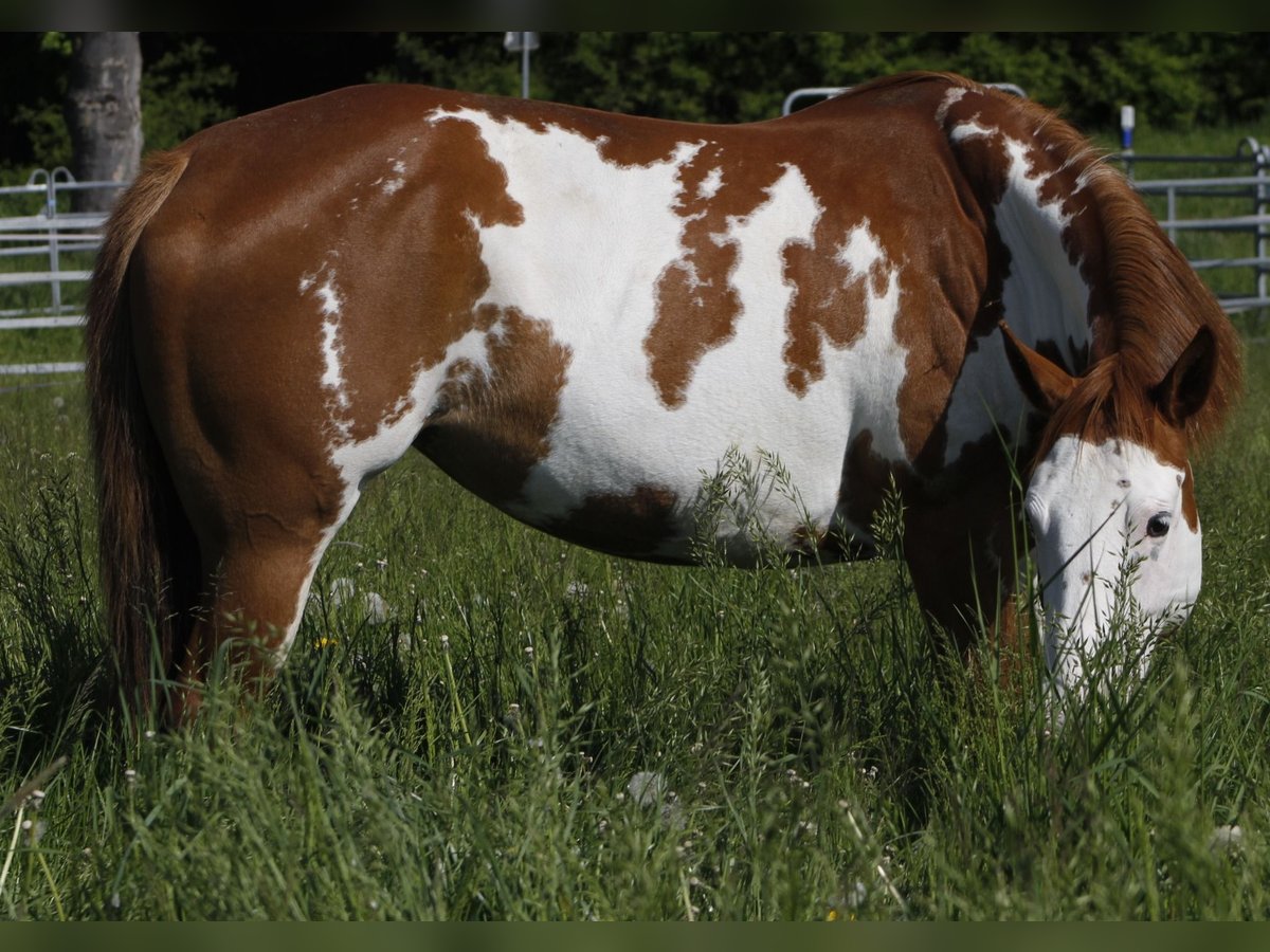 Paint Horse Jument 7 Ans 156 cm Overo-toutes couleurs in Warburg