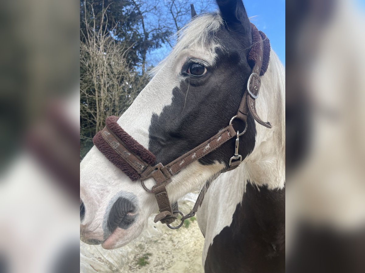Paint Horse Croisé Jument 8 Ans 160 cm Pinto in KierspeKierspe