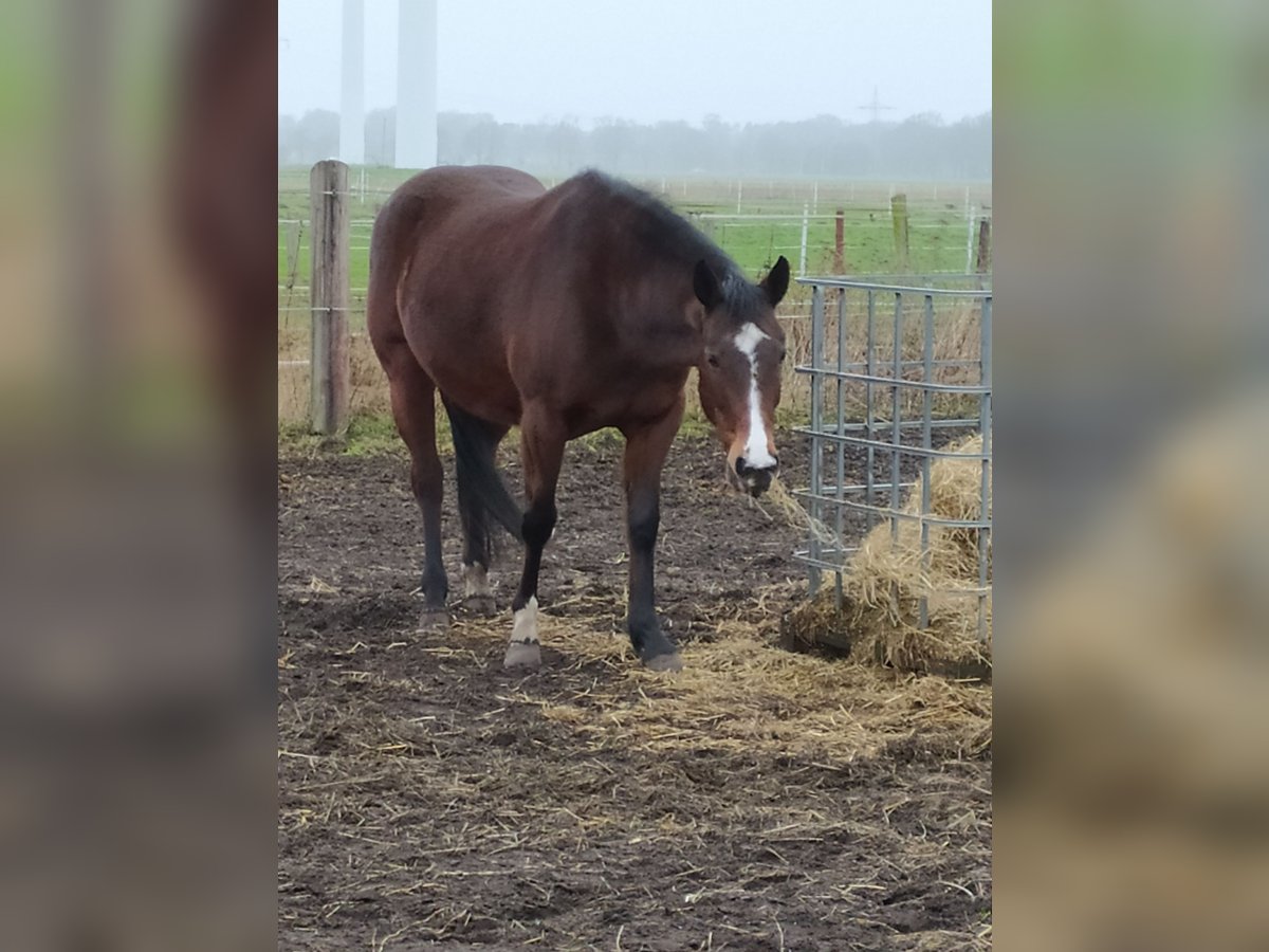 Paint Horse Croisé Jument 9 Ans 154 cm Bai brun in Stuhr