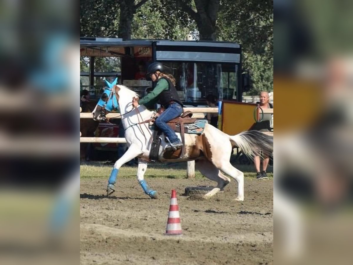 Paint Horse Jument 9 Ans 156 cm Tobiano-toutes couleurs in Mombello