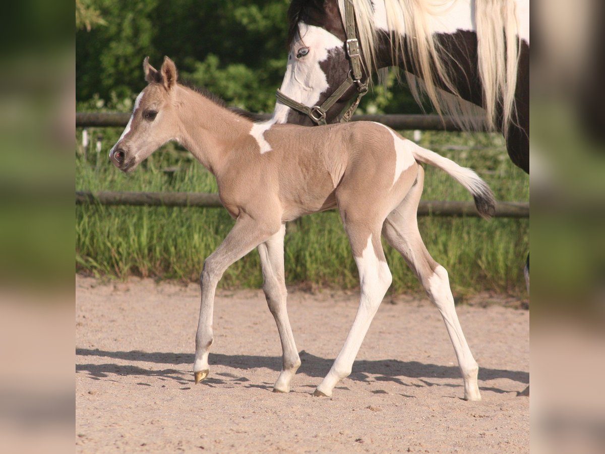 Paint Horse Jument  152 cm Grullo in Düsseldorf
