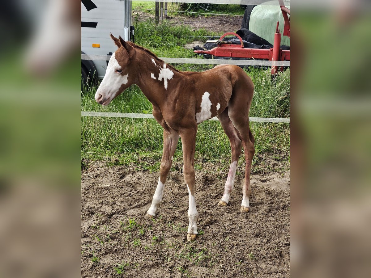 Paint Horse Jument Poulain (06/2024) 152 cm Overo-toutes couleurs in Friesoythe