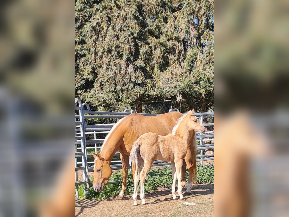 Paint Horse Jument  152 cm Palomino in Kraichtal