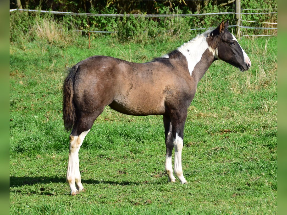 Paint Horse Jument Poulain (05/2024) 154 cm Grullo in Buchbach