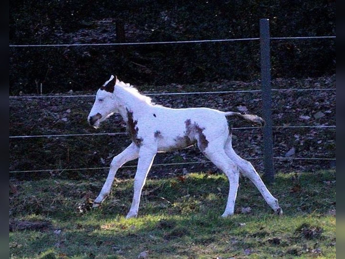 Paint Horse Jument  158 cm Tovero-toutes couleurs in Hattingen