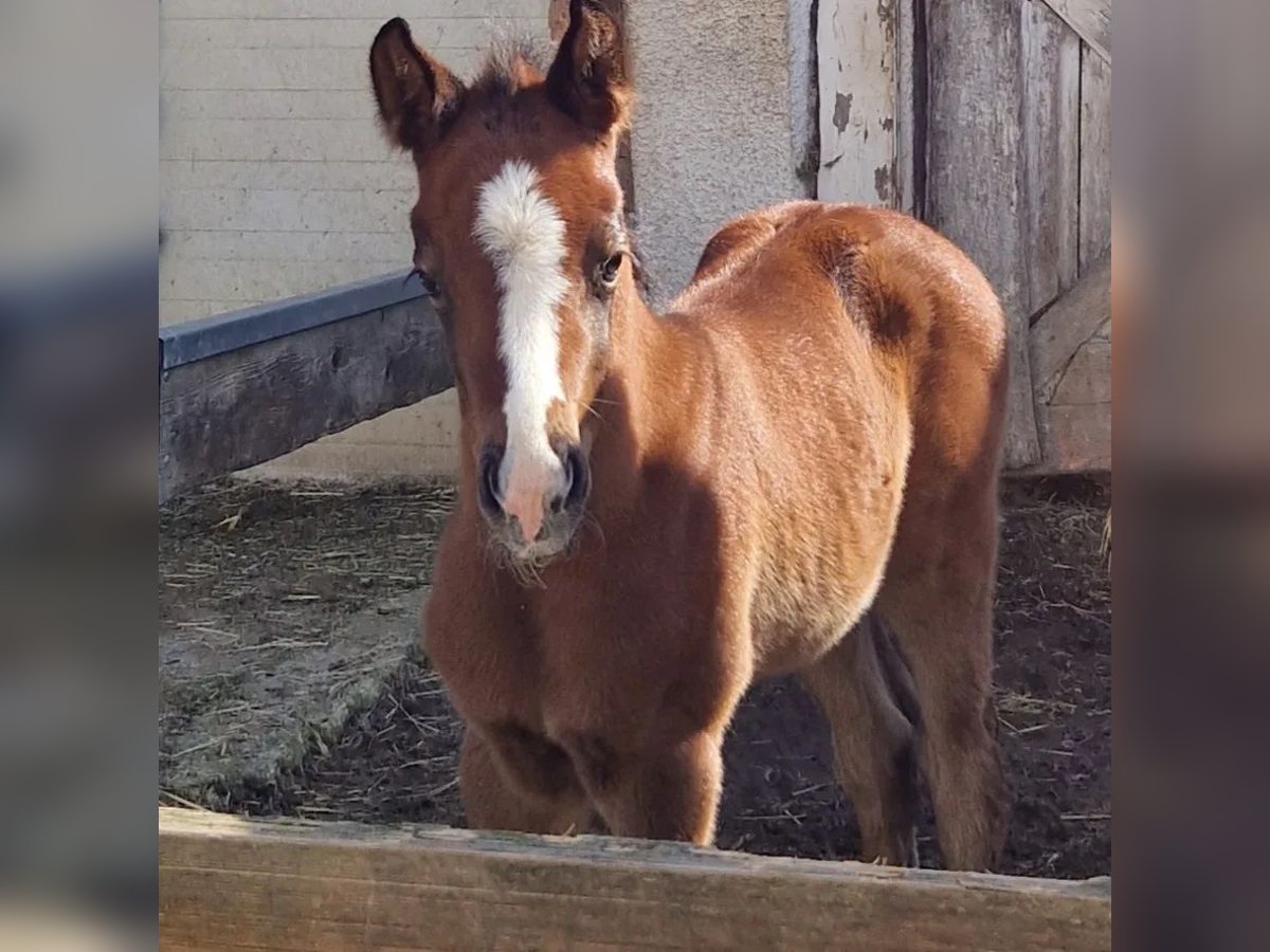 Paint Horse Croisé Jument Poulain (03/2024) 160 cm Gris in Memmingen