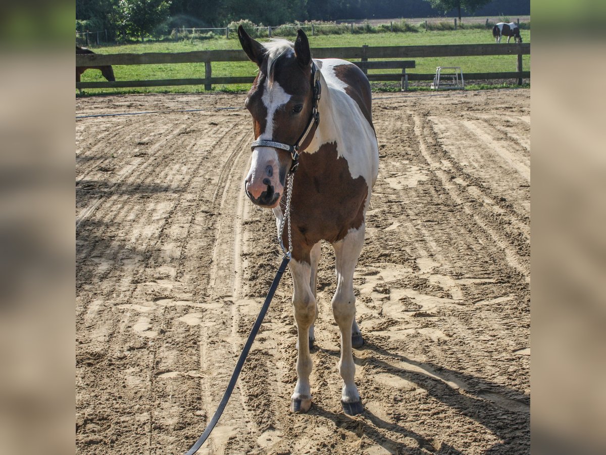 Paint Horse Jument Poulain (01/2024) 161 cm Tobiano-toutes couleurs in Münster