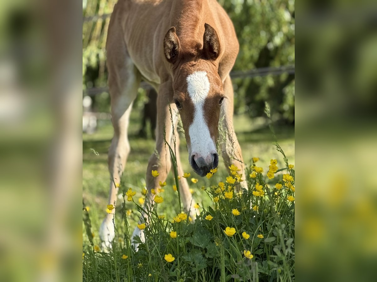 Paint Horse Jument  Overo-toutes couleurs in Thodure