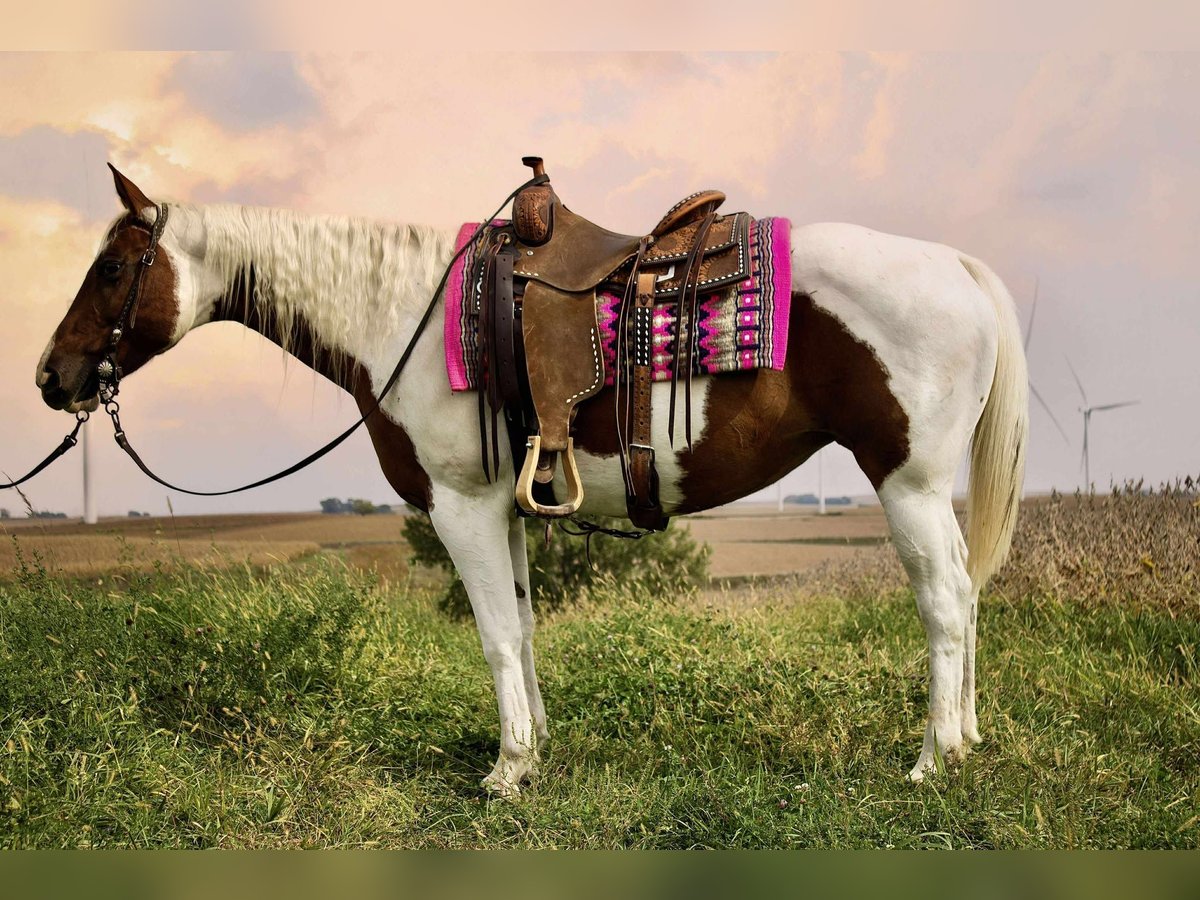 Paint Horse Klacz 10 lat 150 cm Srokata in Battle Creek