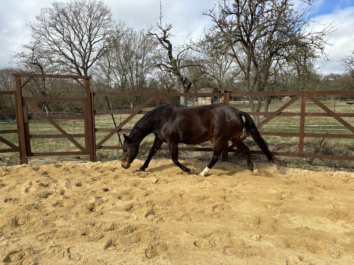 Paint Horse Klacz 19 lat 150 cm Gniada in Mühlhausen/Thüringen