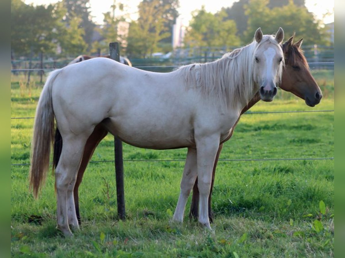 Paint Horse Klacz 1 Rok 150 cm Izabelowata in Hellenthal