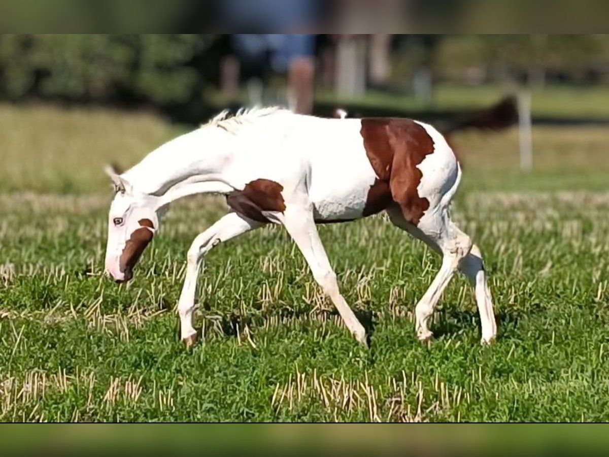 Paint Horse Klacz 1 Rok 163 cm Tovero wszelkich maści in Strmilov