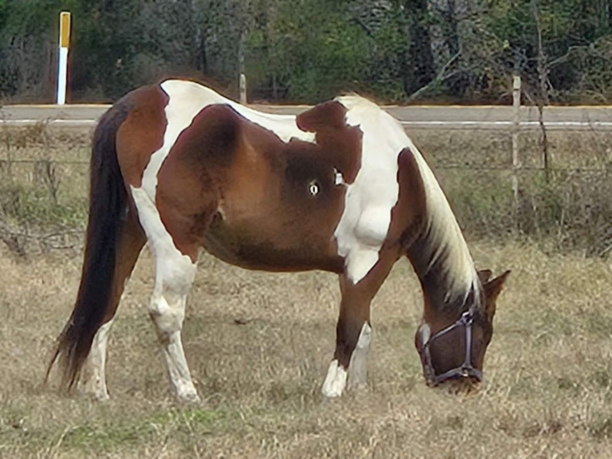 Paint Horse Klacz 20 lat 142 cm Gniada in Teague, TX