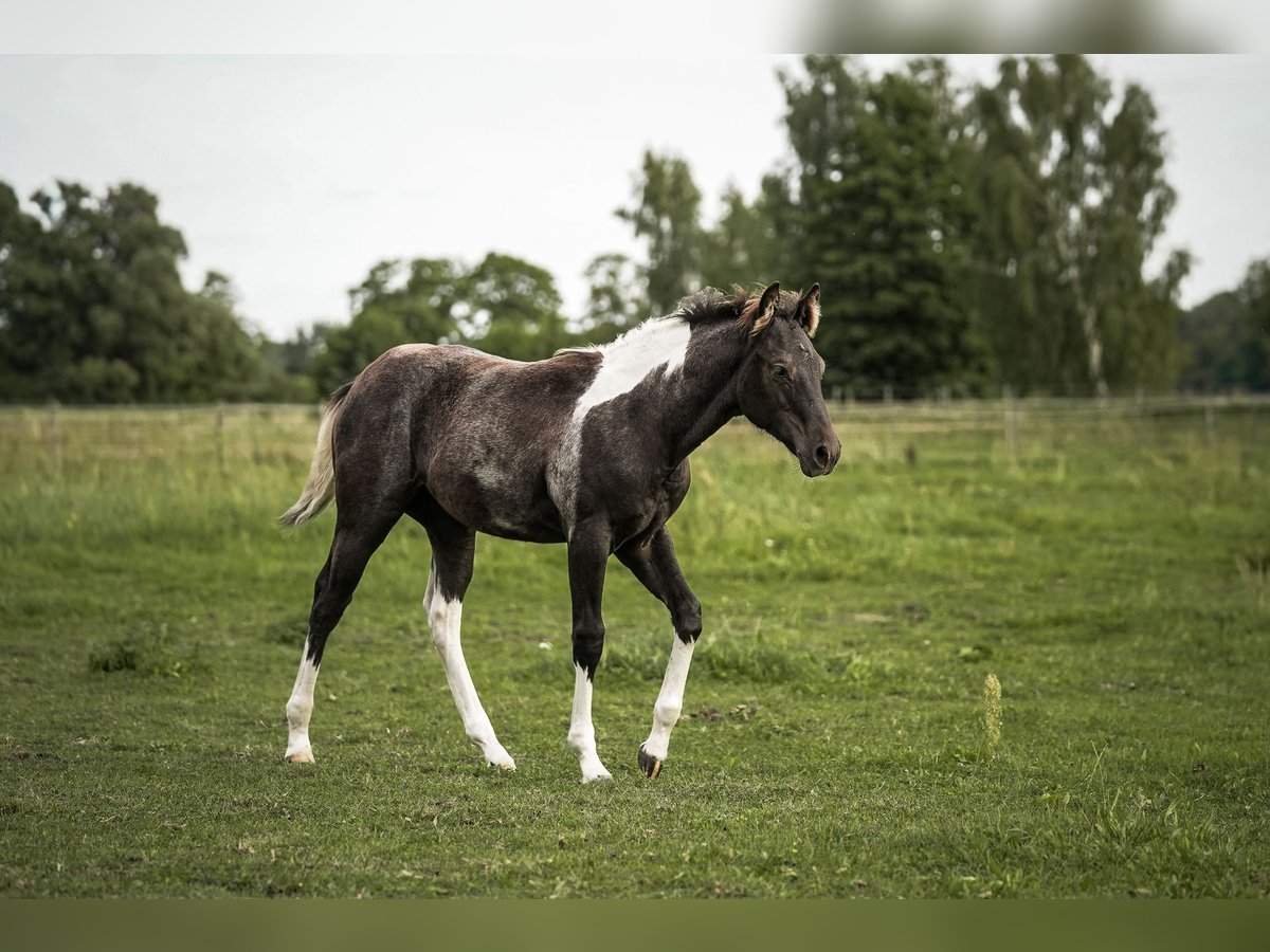 Paint Horse Klacz 2 lat 145 cm Może być siwy in Schönwalde