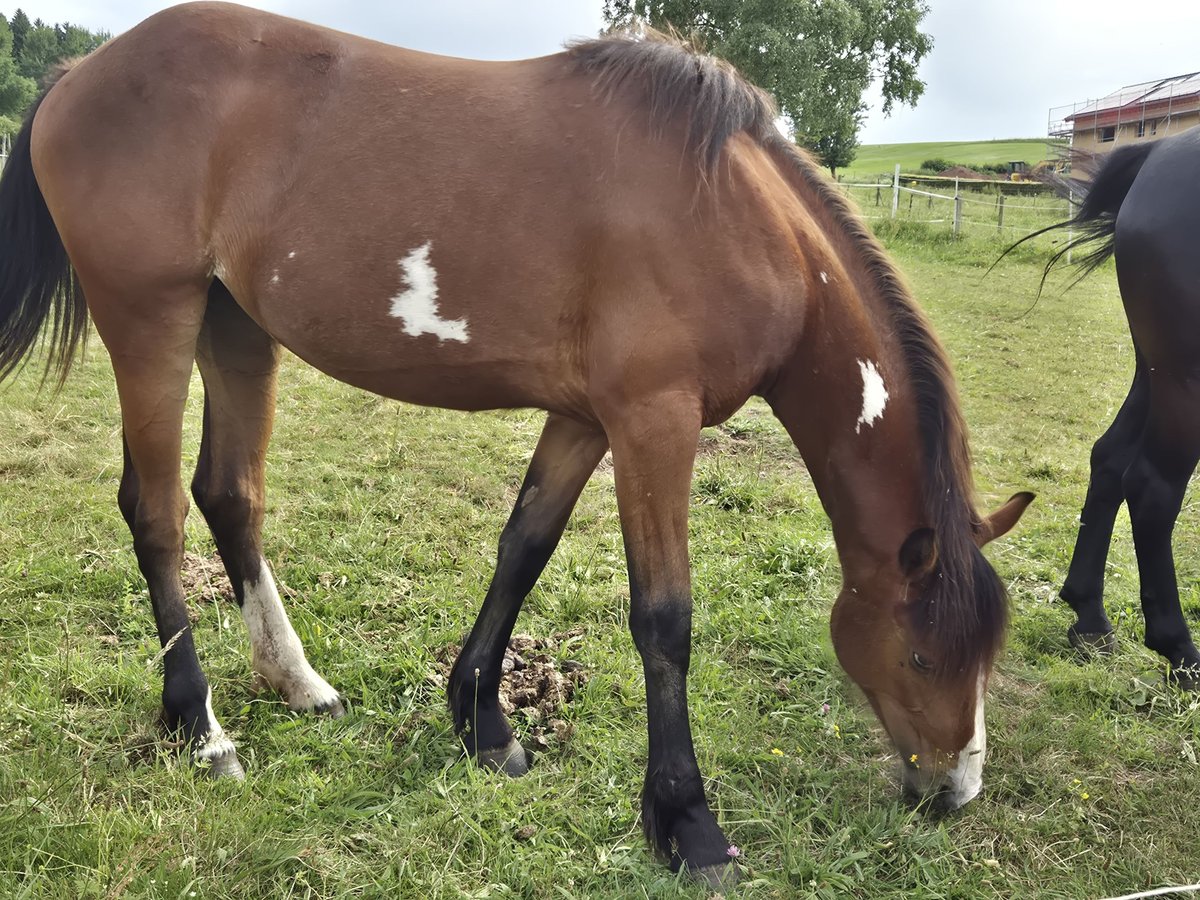 Paint Horse Mix Klacz 2 lat 160 cm Srokata in Dahlem