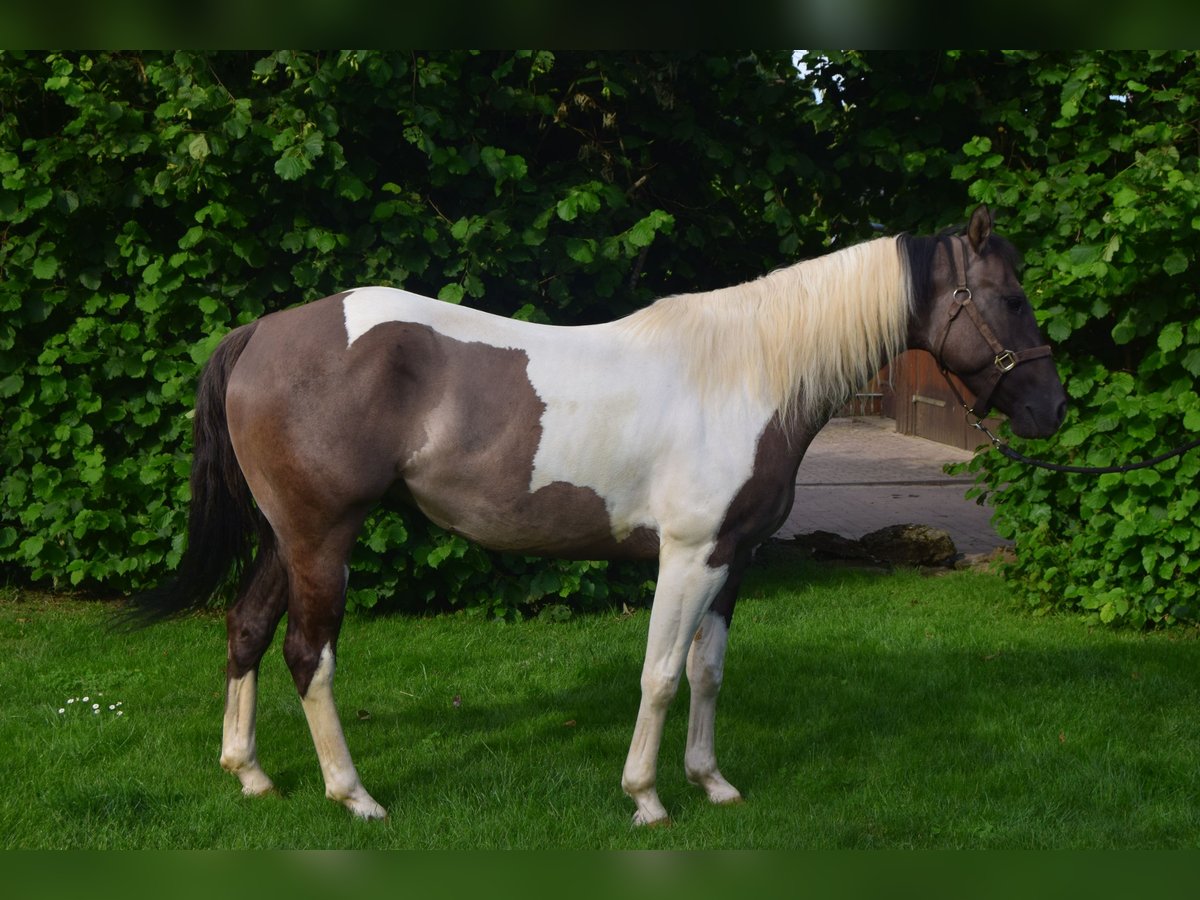 Paint Horse Klacz 4 lat 152 cm Grullo in Ahorn