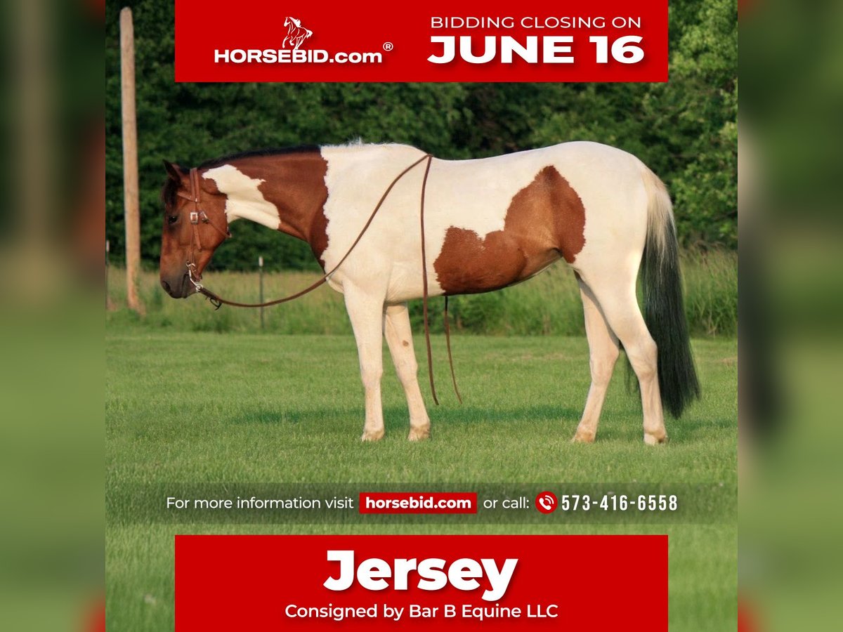 Paint Horse Klacz 4 lat 152 cm in Macon, MO