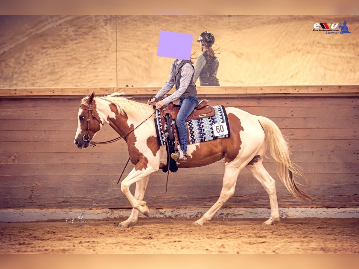 Paint Horse Klacz 5 lat 158 cm Tobiano wszelkich maści in Weißenburg in Bayern