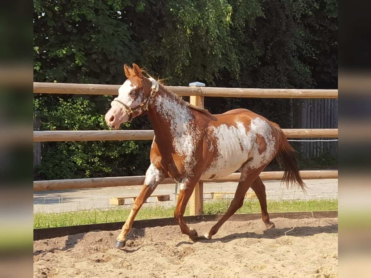 Paint Horse Klacz 6 lat 148 cm Overo wszelkich maści in Hanstedt