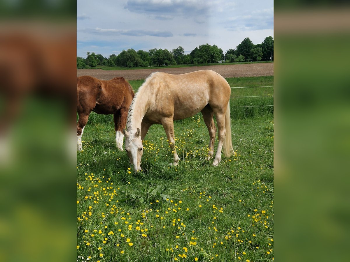 Paint Horse Klacz 6 lat 160 cm Izabelowata in Tamm