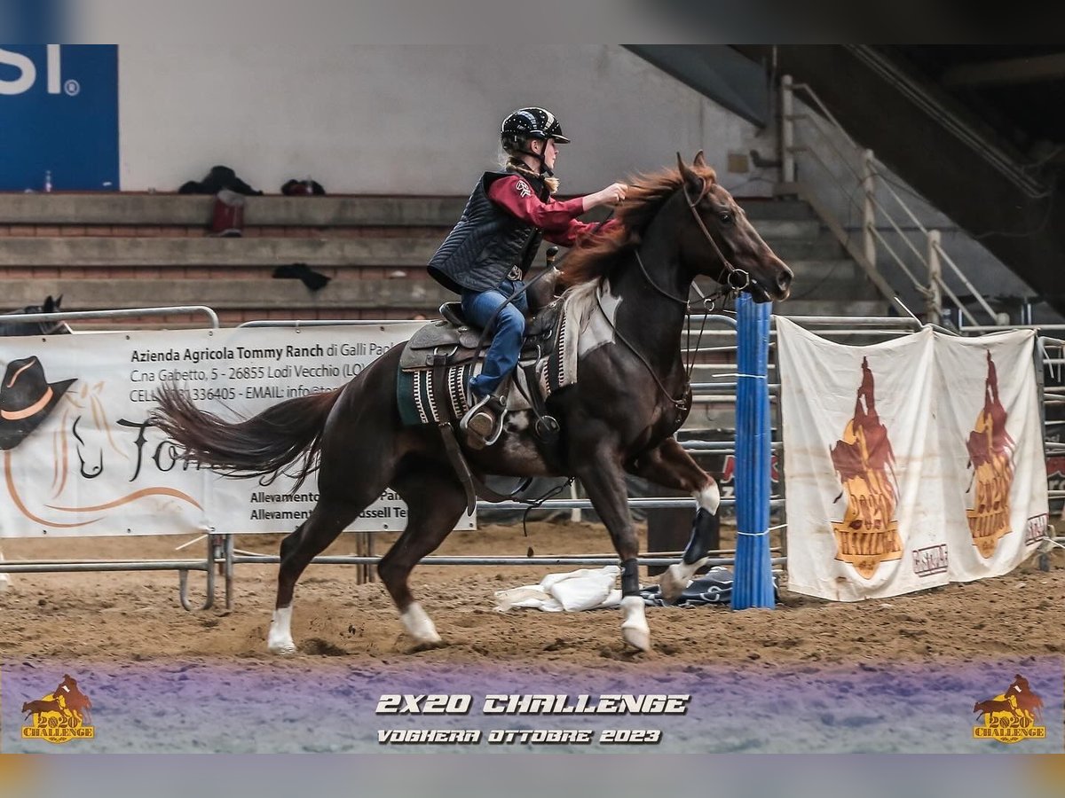 Paint Horse Klacz 7 lat 153 cm Overo wszelkich maści in Dobrohost