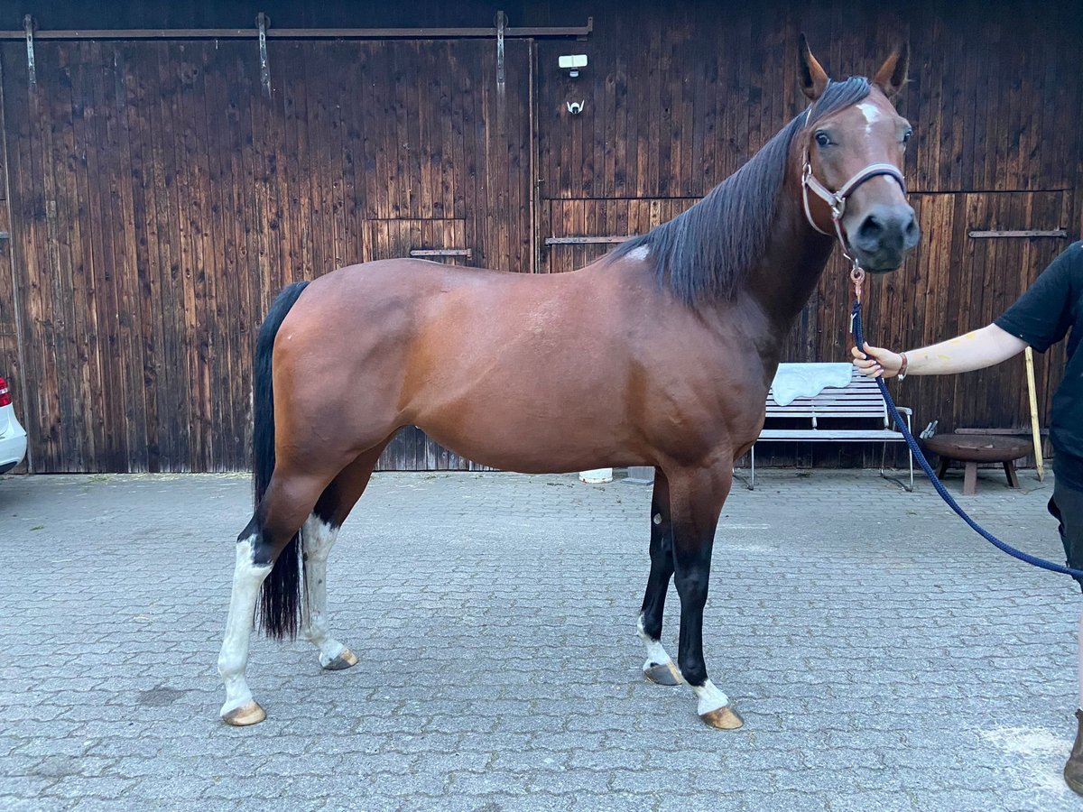 Paint Horse Klacz 7 lat 154 cm Gniada in Hamfelde Kreis Stormarn