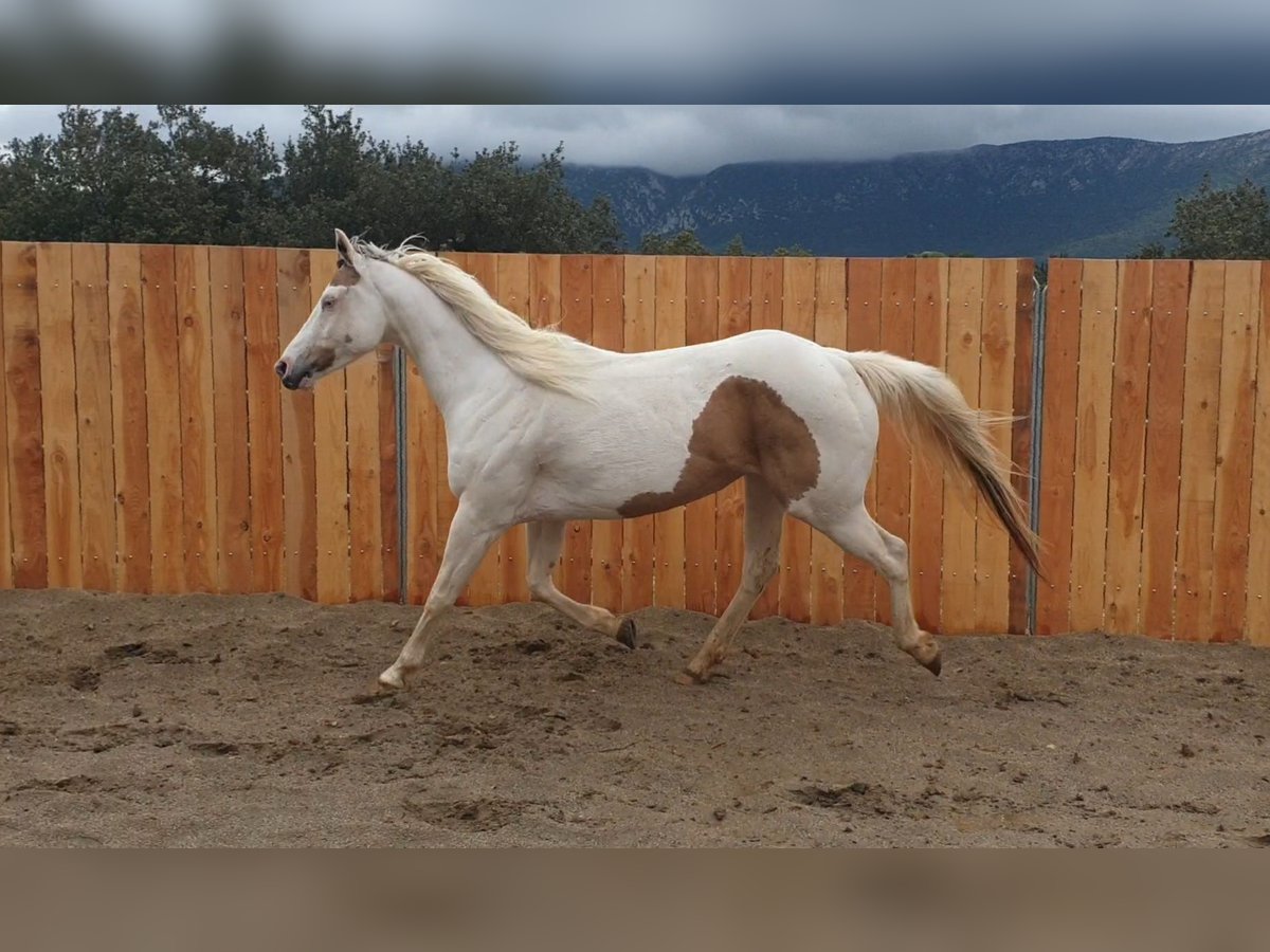 Paint Horse Klacz 7 lat 155 cm Tovero wszelkich maści in Zerf