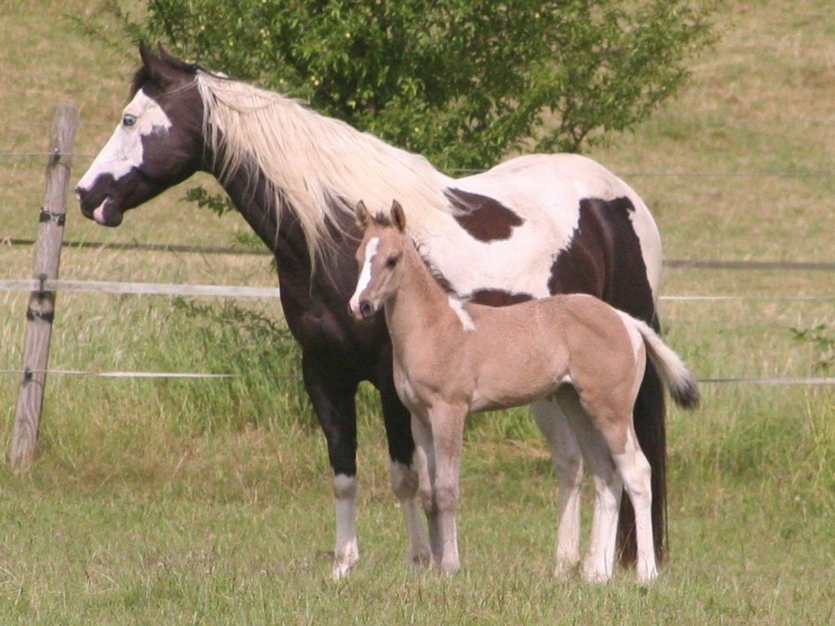 Paint Horse Klacz  152 cm Grullo in D&#xFC;sseldorf