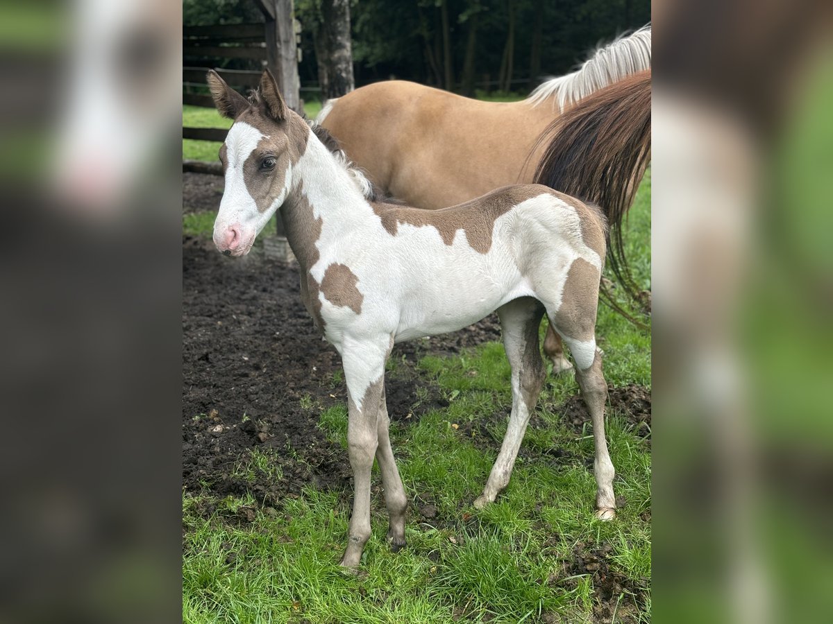 Paint Horse Klacz Źrebak (05/2024) 153 cm Overo wszelkich maści in Wallenhorst