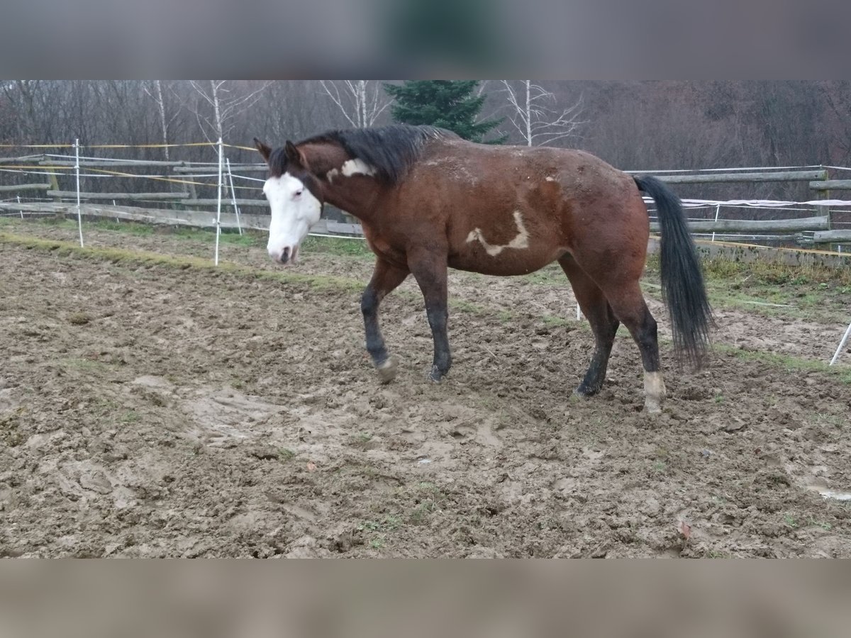 Paint Horse Mare 10 years 14,2 hh Overo-all-colors in Irenental