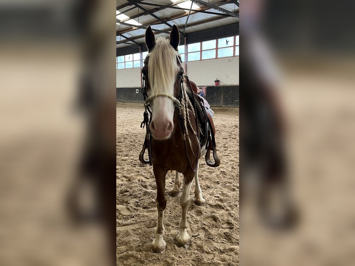 Paint Horse Mix Mare 10 years 15,2 hh Pinto in Wittlich
