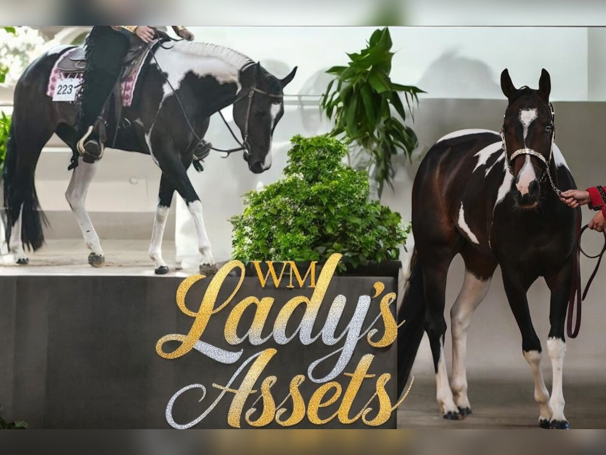 Paint Horse Mare 10 years 15,1 hh Smoky-Black in Thodure