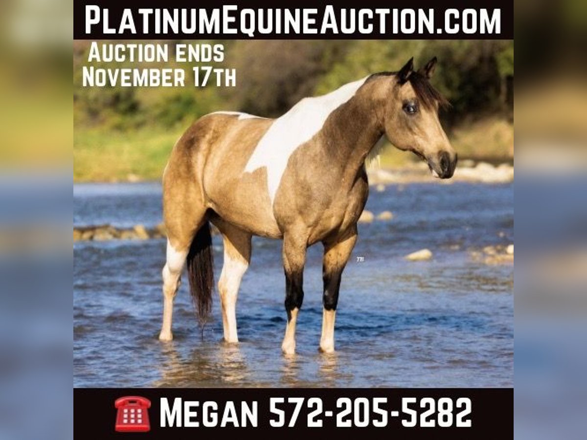 Paint Horse Mare 10 years Tobiano-all-colors in Guthrie OK