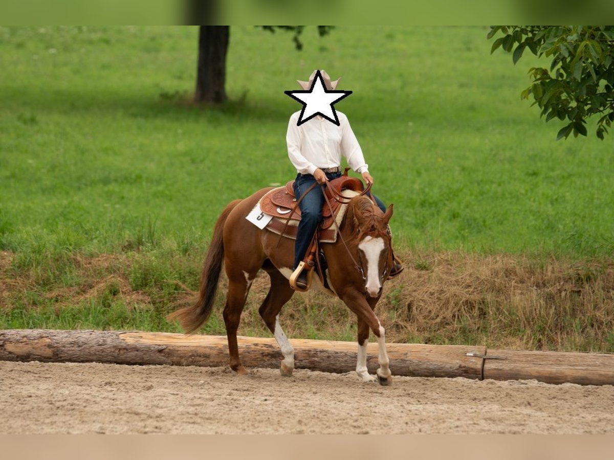 Paint Horse Mare 11 years 14,2 hh Chestnut-Red in Bretten